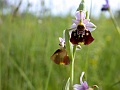 36_Ophrys bourdon_4